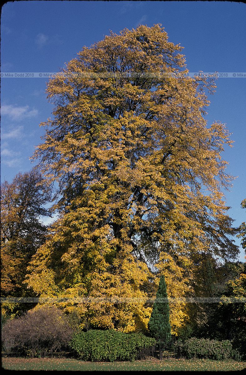 Tilia petiolaris Bath botanic garden