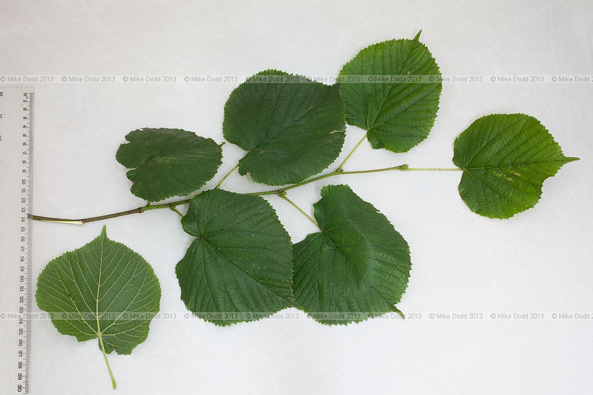 Tilia platyphyllos Broad-leaved Lime