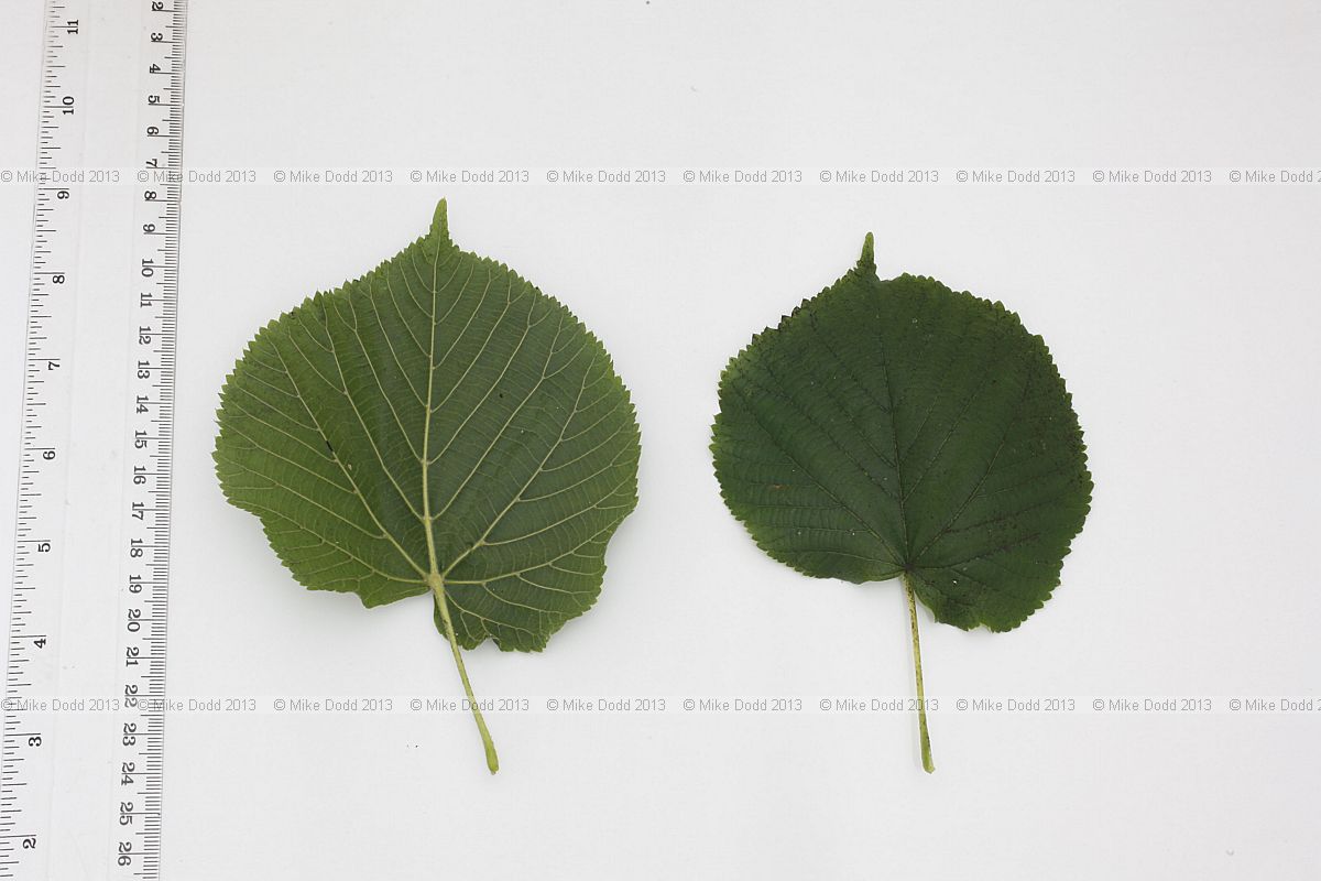 Tilia platyphyllos Broad-leaved Lime