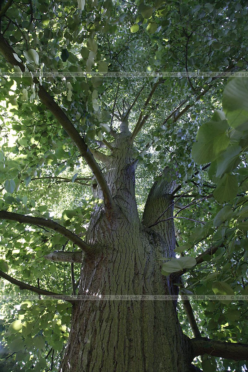 Tilia tomentosa 'Petiolaris'
