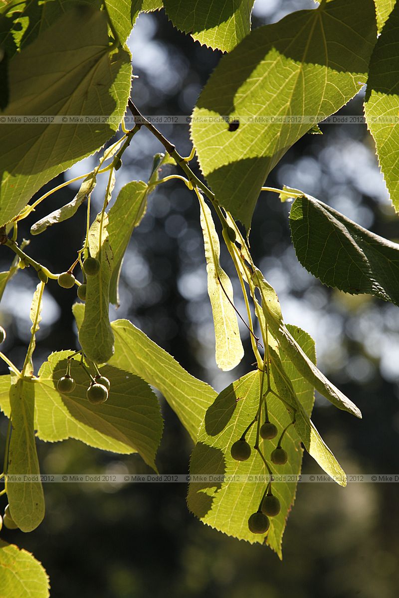 Tilia tomentosa 'Petiolaris'
