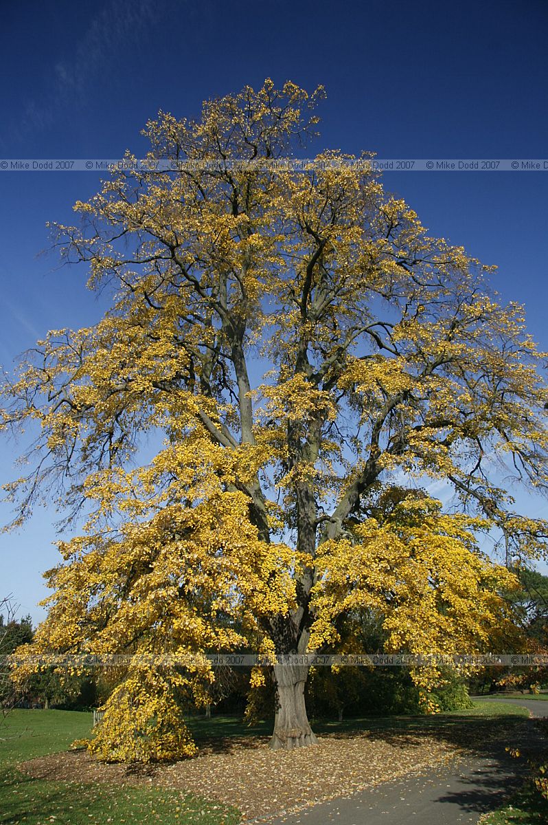 Tilia tomentosa 'Petiolaris'