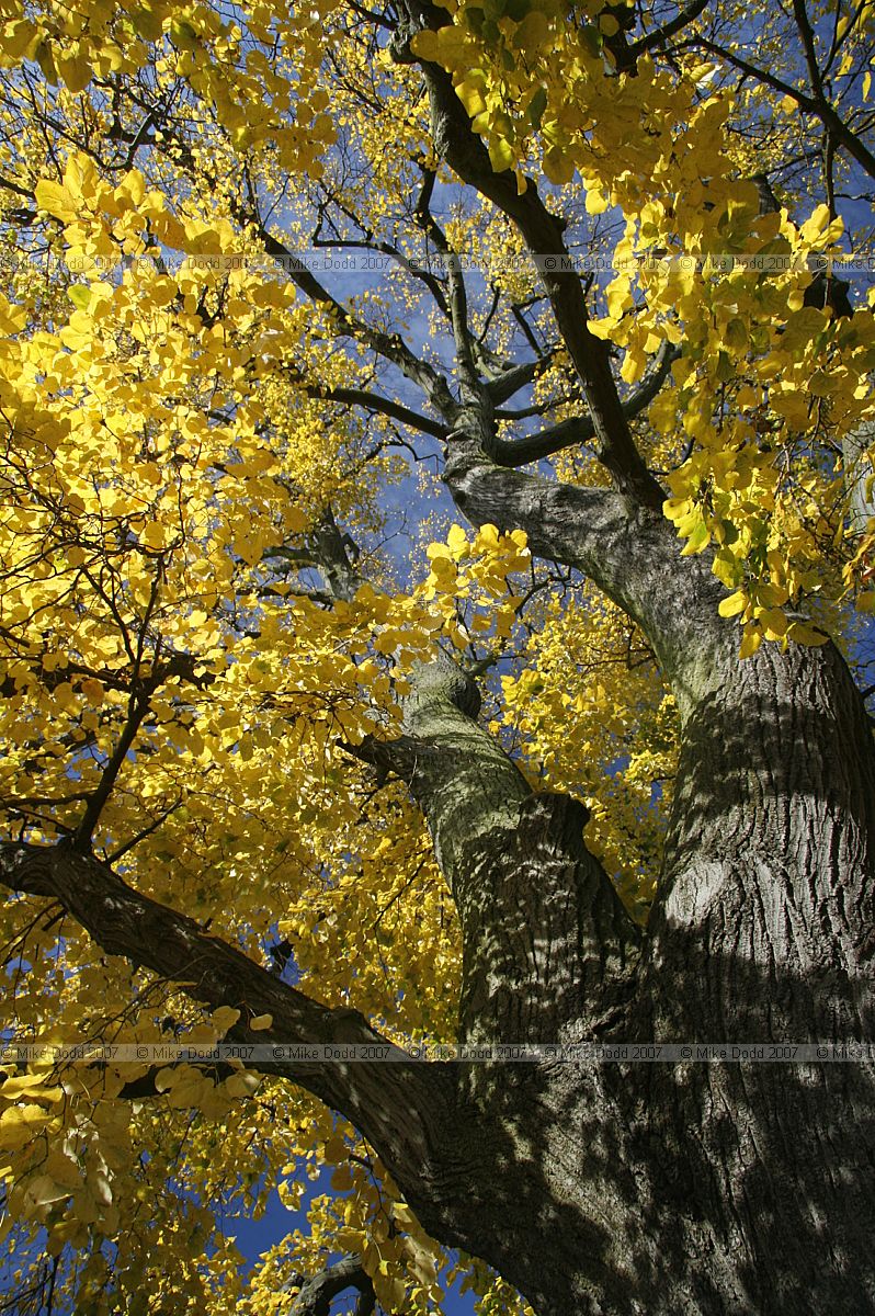 Tilia tomentosa 'Petiolaris'