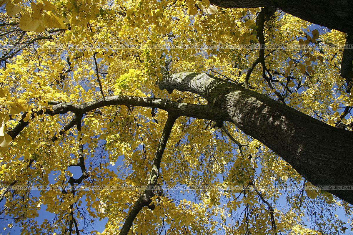 Tilia tomentosa 'Petiolaris'