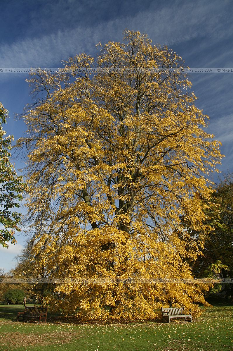 Tilia tomentosa 'Petiolaris'