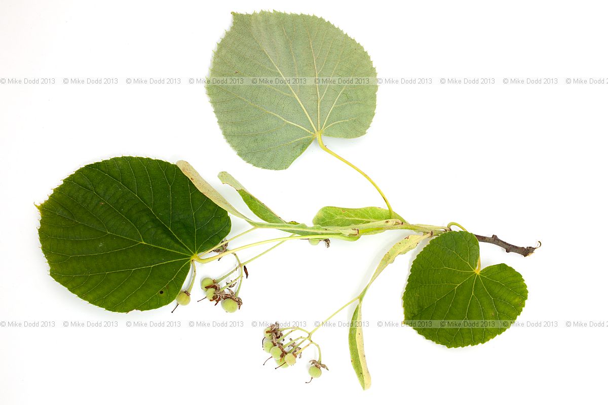 Tilia tomentosa 'Petiolaris' Silver Pendent Lime