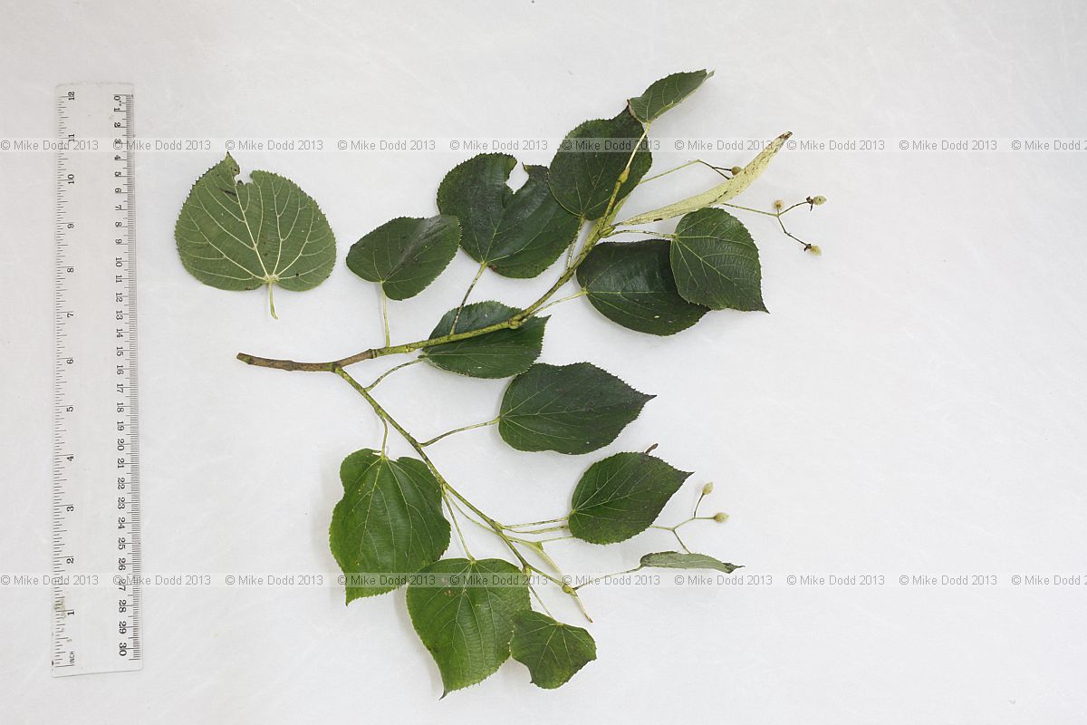 Tilia x euchlora Crimean Lime (?)