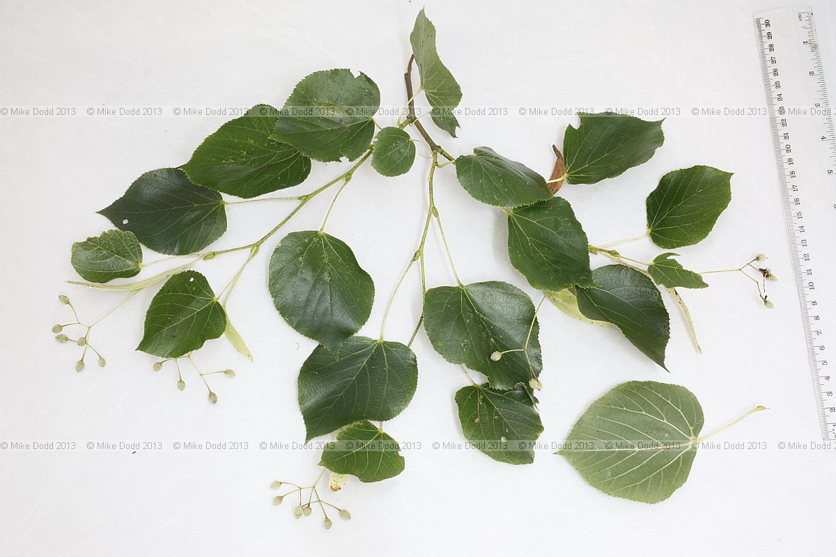 Tilia x euchlora Crimean Lime (?)