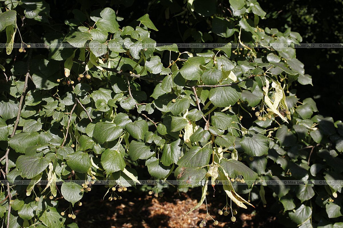Tilia x europaea Common Lime (synTilia x vulgaris)
