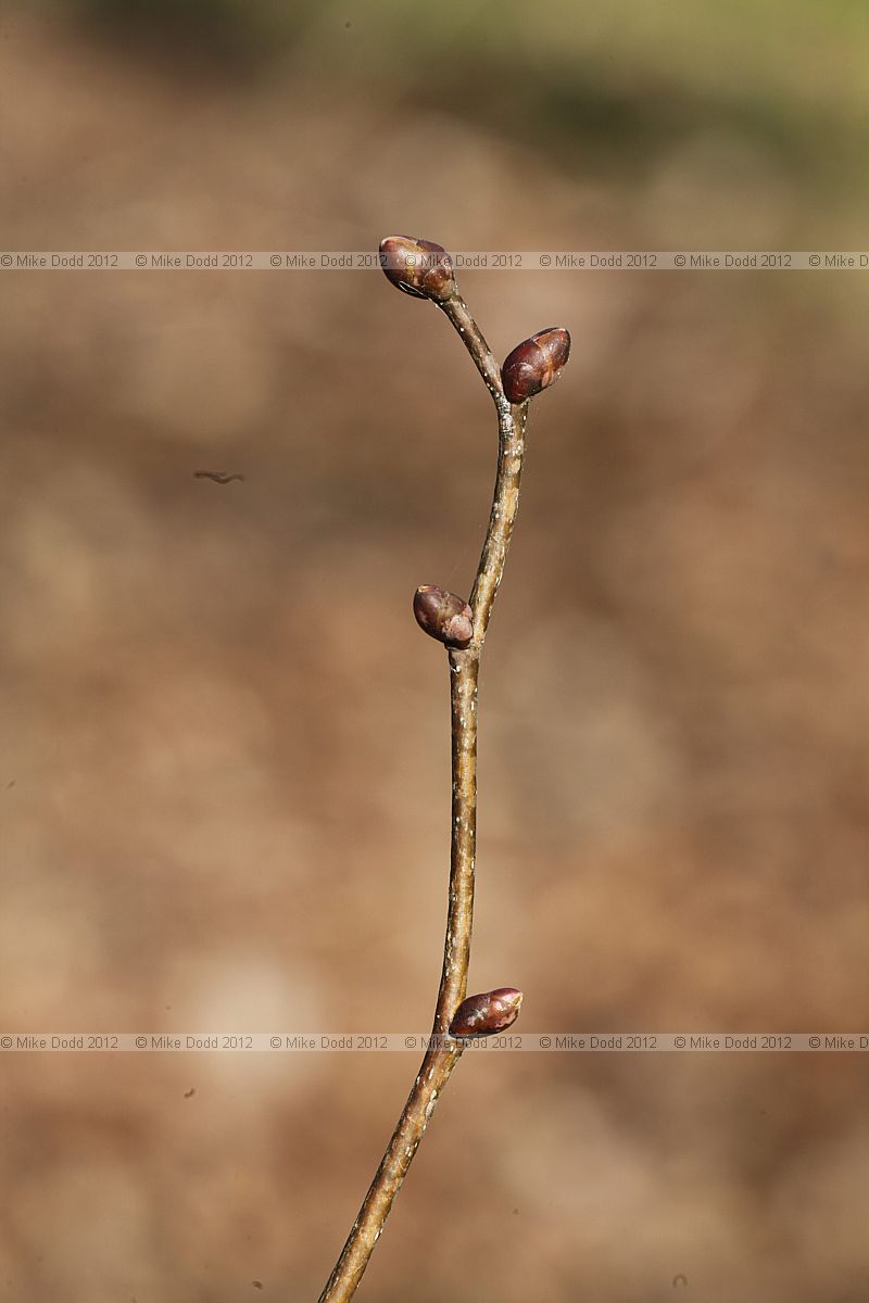 Tilia x europaea Common Lime (synTilia x vulgaris)