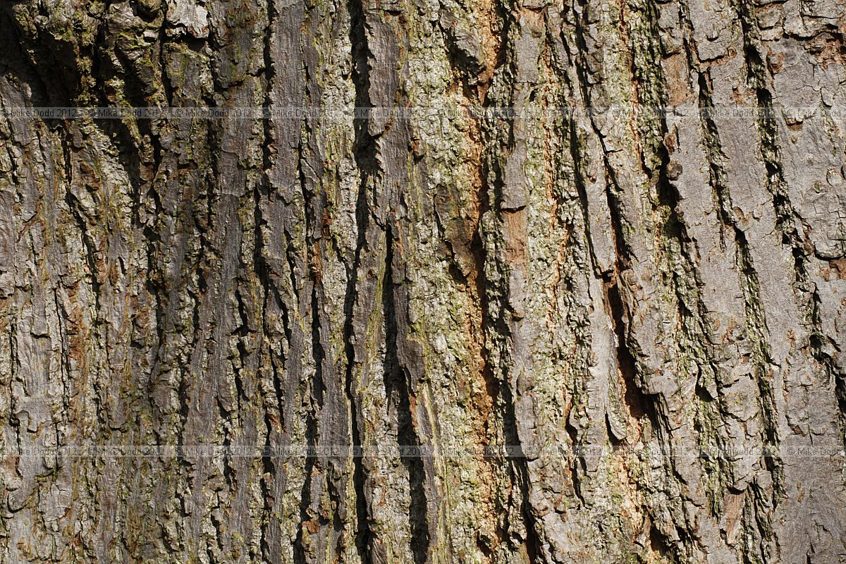 Tilia x europaea Common Lime (synTilia x vulgaris)