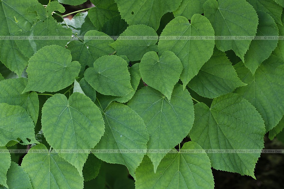 Tilia x moltkei Big hearted lime