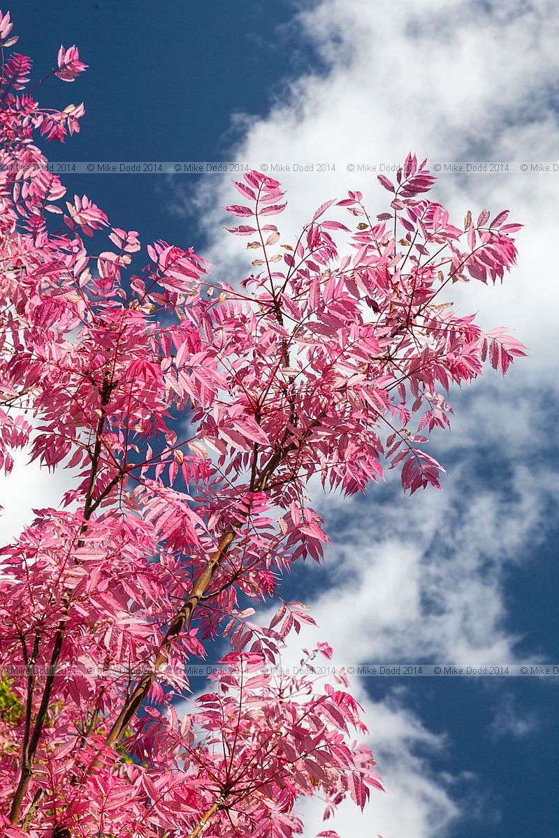 Toona sinensis 'Flamingo' Chinese mahogany 'Flamingo'