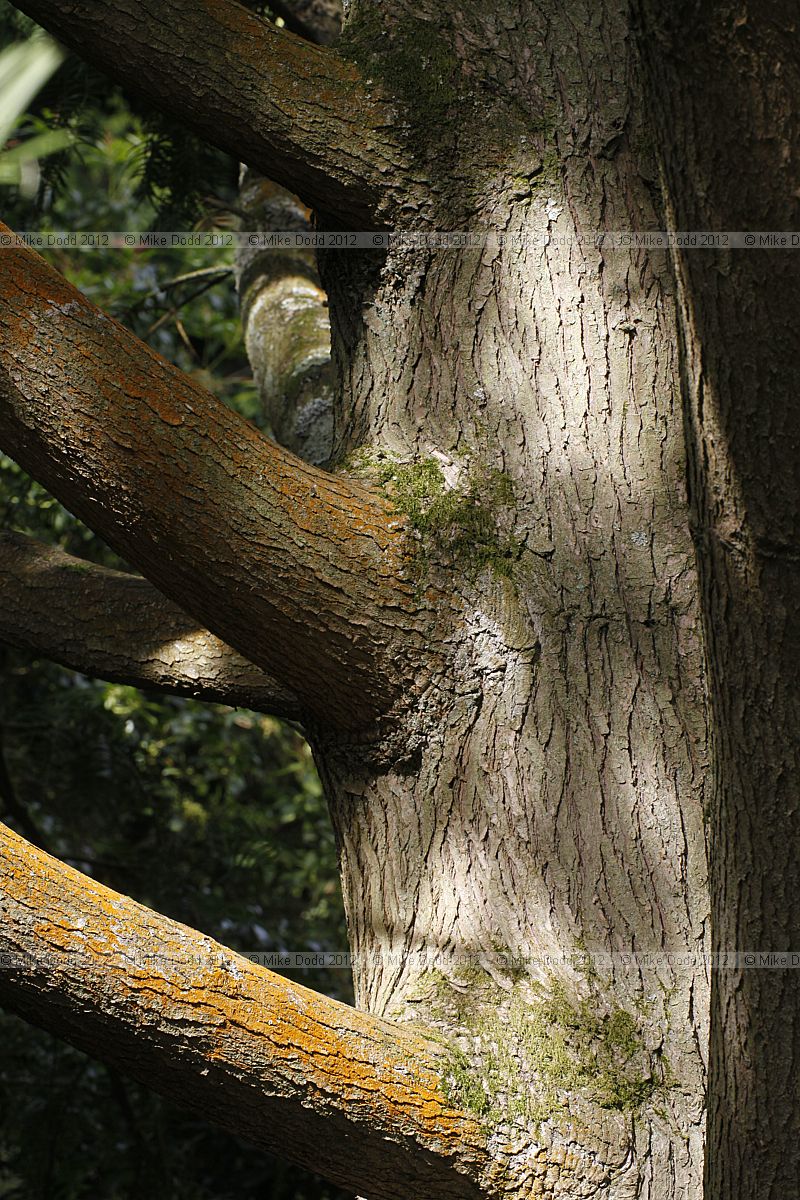 Torreya californica Californian nutmeg