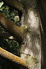 Torreya californica Californian nutmeg