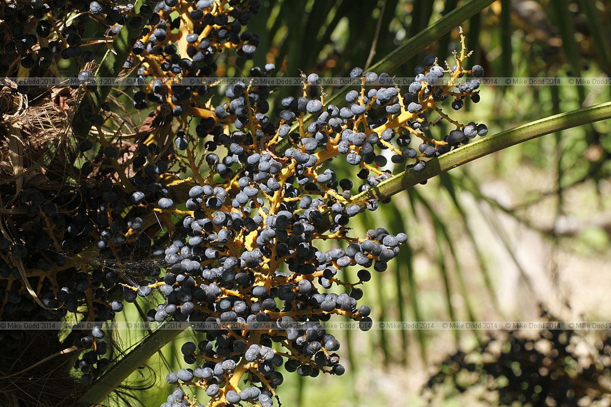 Trachycarpus fortunei Chusan palm