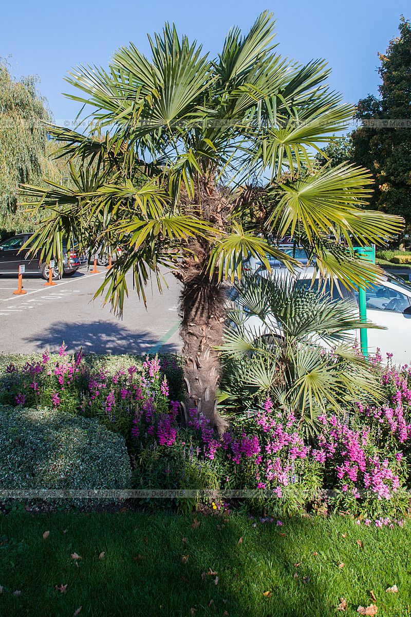 Trachycarpus fortunei Chusan palm