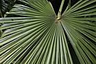 Trachycarpus fortunei Chusan palm
