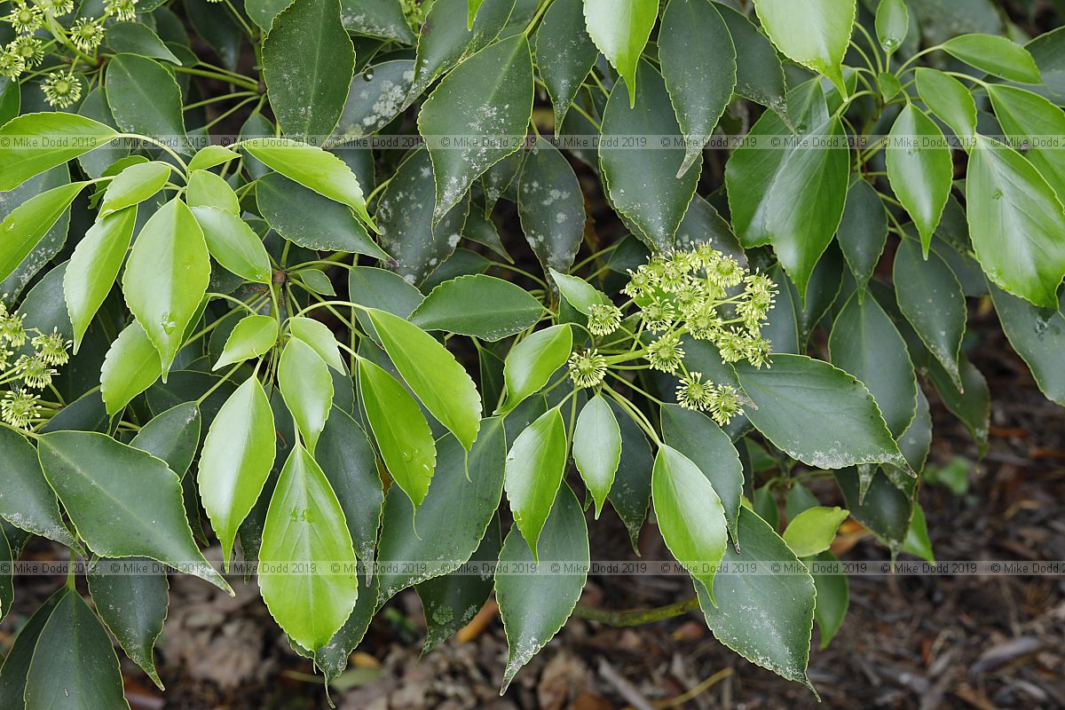 Trochodendron aralioides Wheel tree