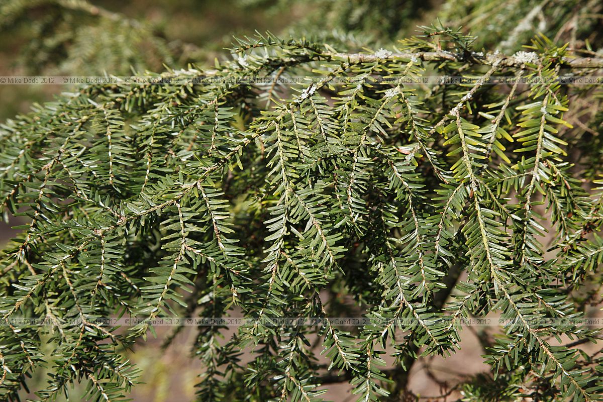 Tsuga canadensis Eastern hemlock