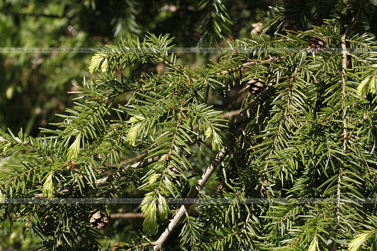 Tsuga dumosa Himalayan hemlock