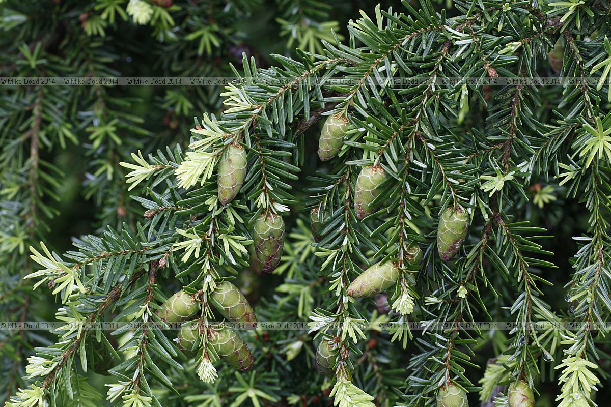 Tsuga heterophylla Western hemlock