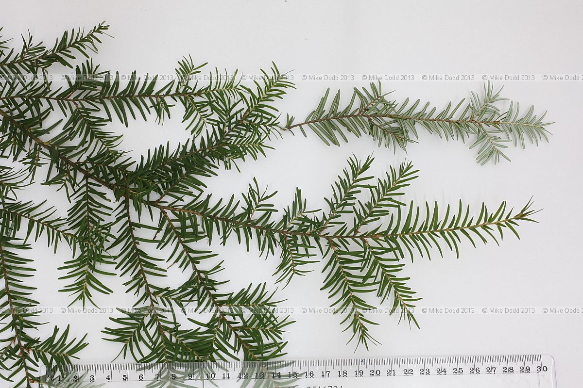 Tsuga heterophylla Western hemlock