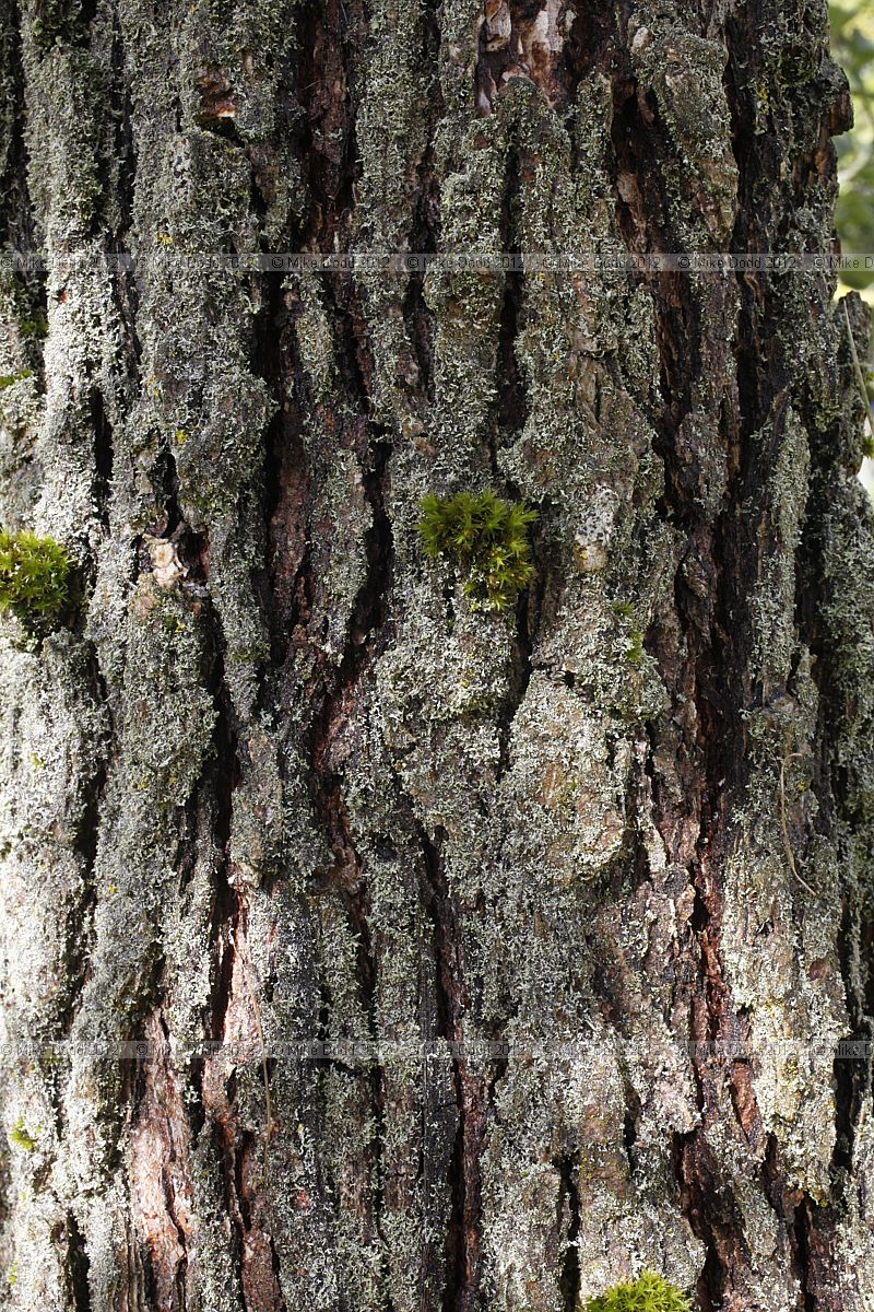 Ulmus chenmoui Langya Mountain Elm