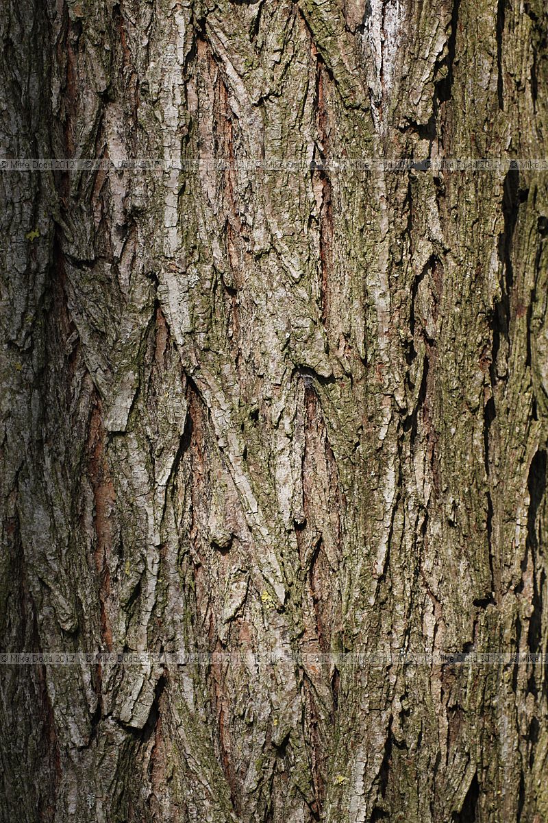 Ulmus davidiana var japonica Japanese Elm