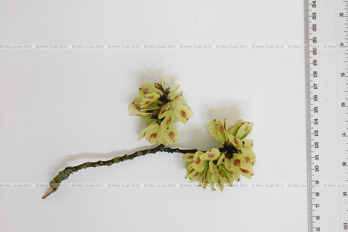 Ulmus glabra Wych elm