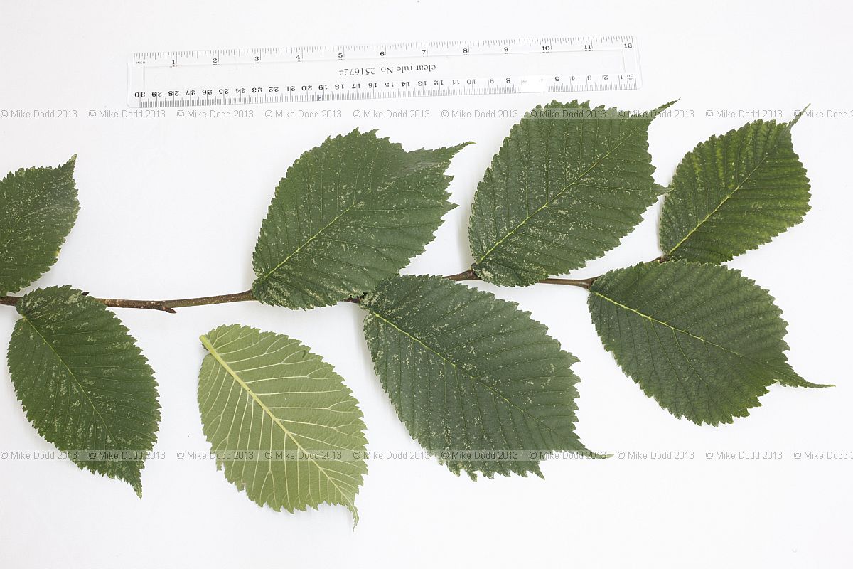 Ulmus glabra Wych Elm