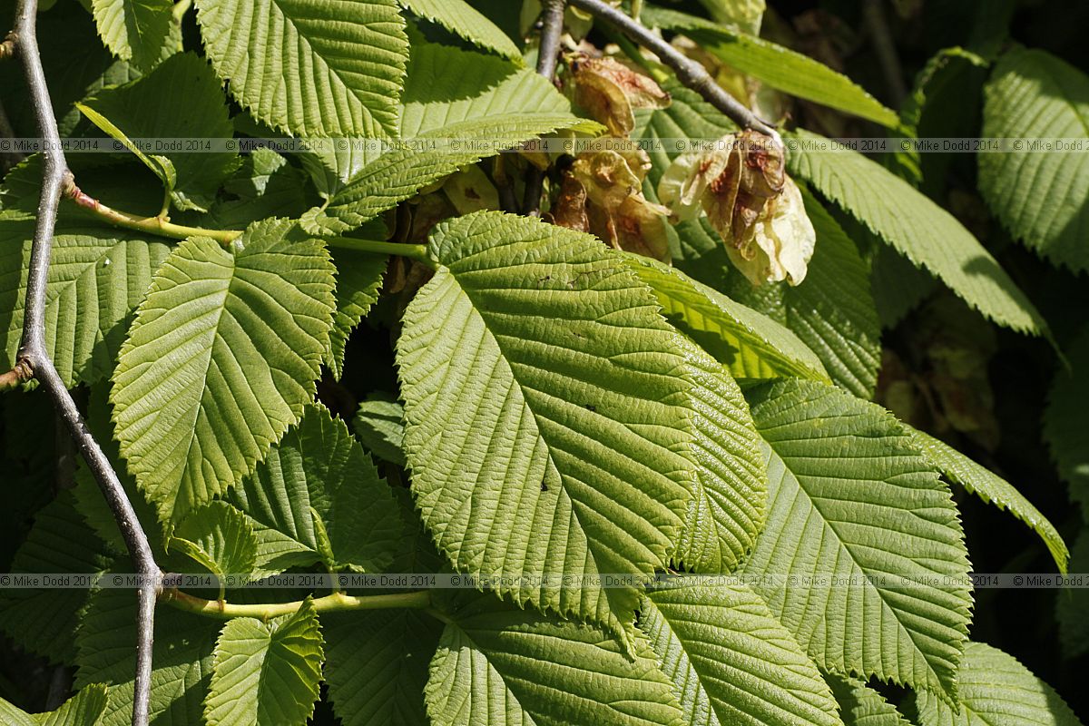 Ulmus glabra 'Camperdownii' Camperdown elm