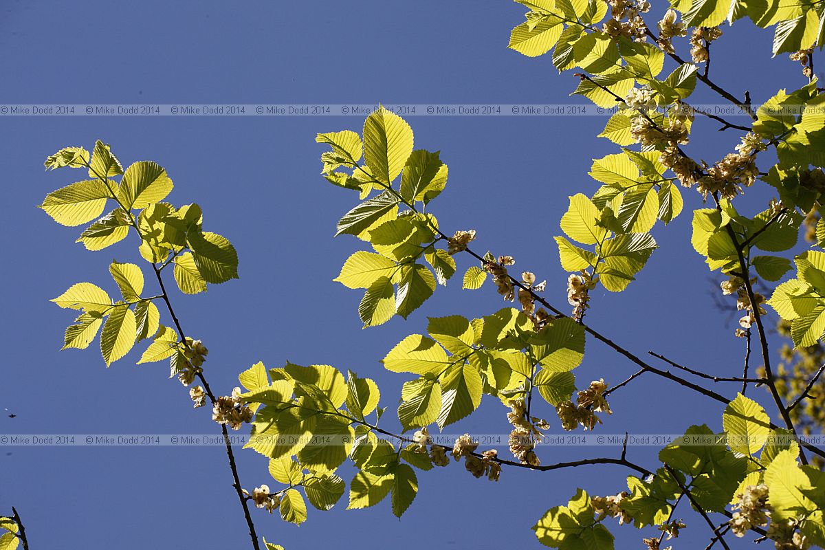 Ulmus glabra 'Lutescens' Golden wych elm