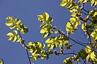 Ulmus glabra 'Lutescens' Golden wych elm