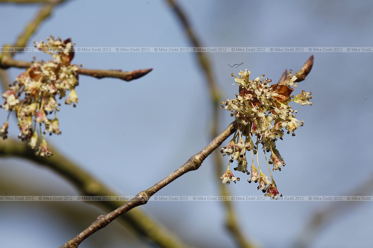 Ulmus laevis Spreading Elm