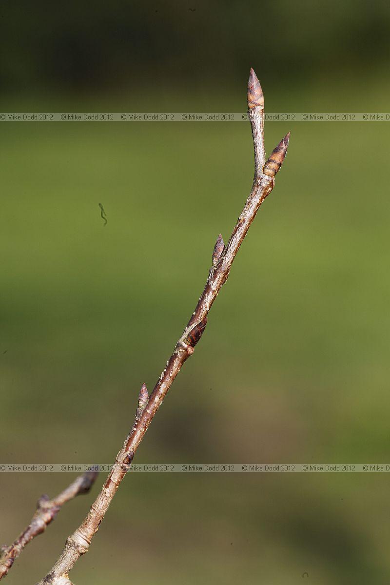 Ulmus laevis Spreading Elm