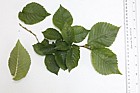 Ulmus minor var vulgaris English Elm rough leaves upper surface and lower