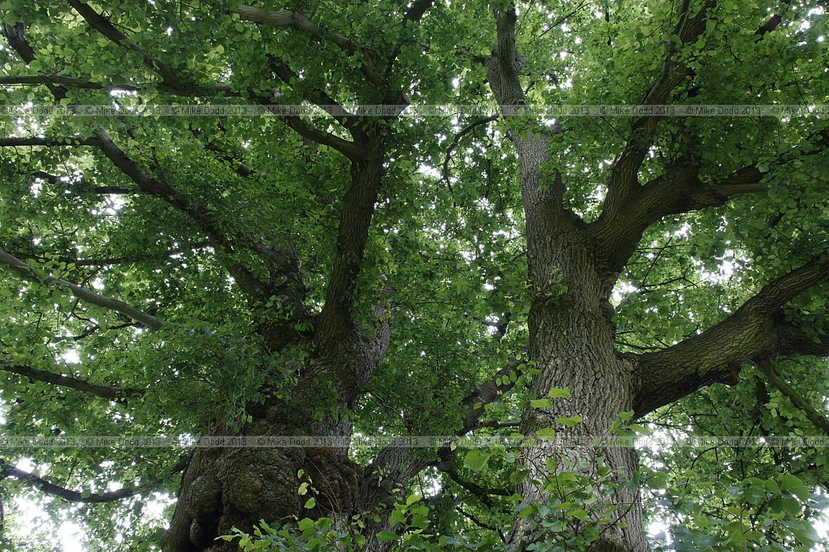Ulmus minor var vulgaris English Elm