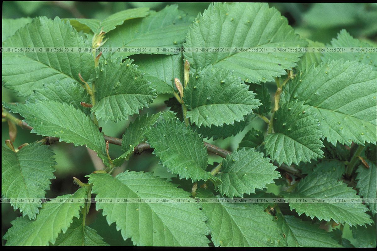 Ulmus procera Common Elm