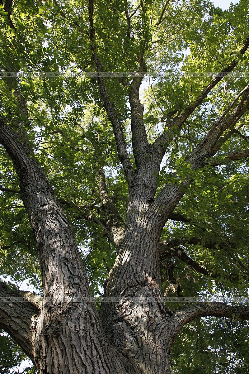 Ulmus 'Sapporo Autumn Gold'