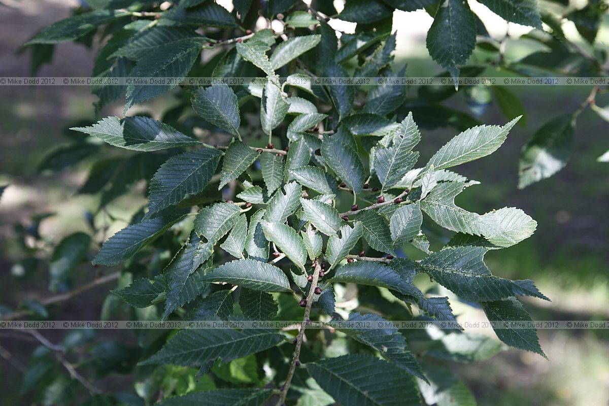 Ulmus 'Sapporo Autumn Gold'