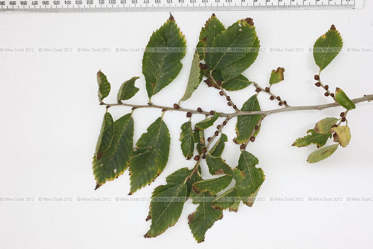 Ulmus 'Sapporo Autumn Gold'