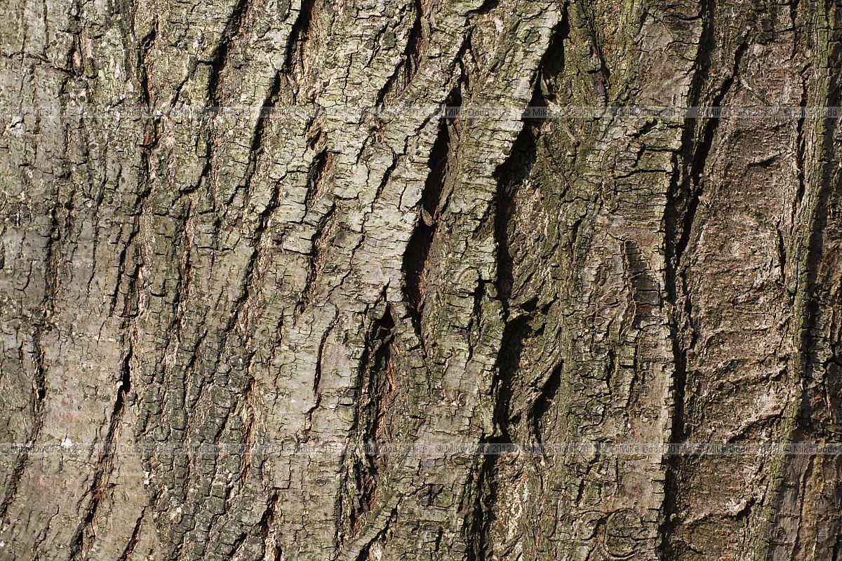 Ulmus villosa Marn Elm