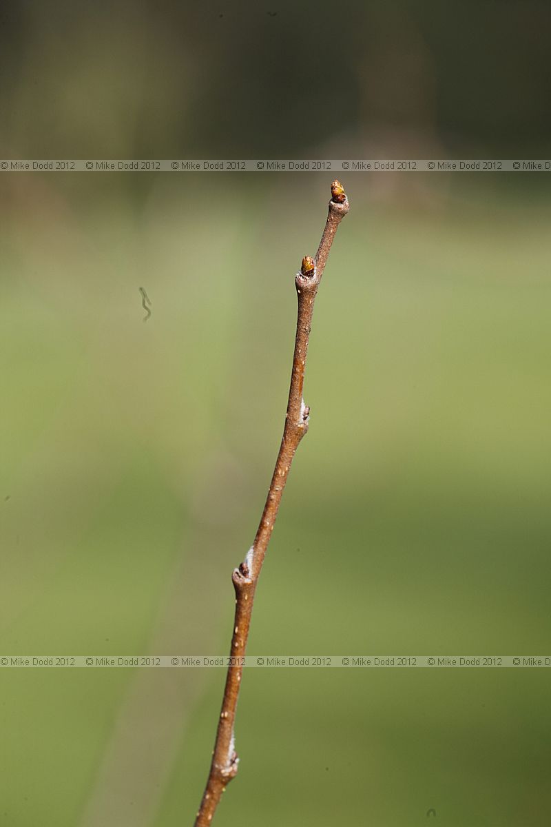 Ulmus villosa Marn Elm