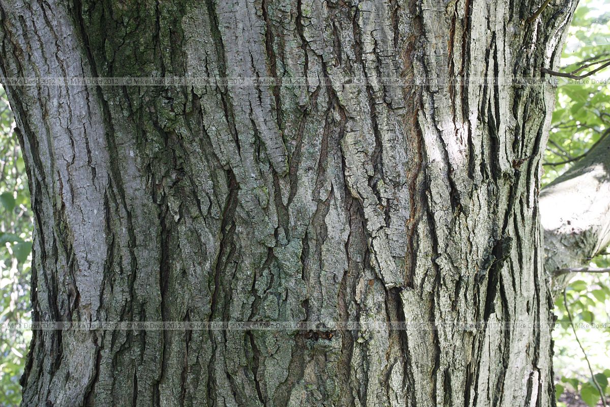 Ulmus x hollandica 'Plantijin'