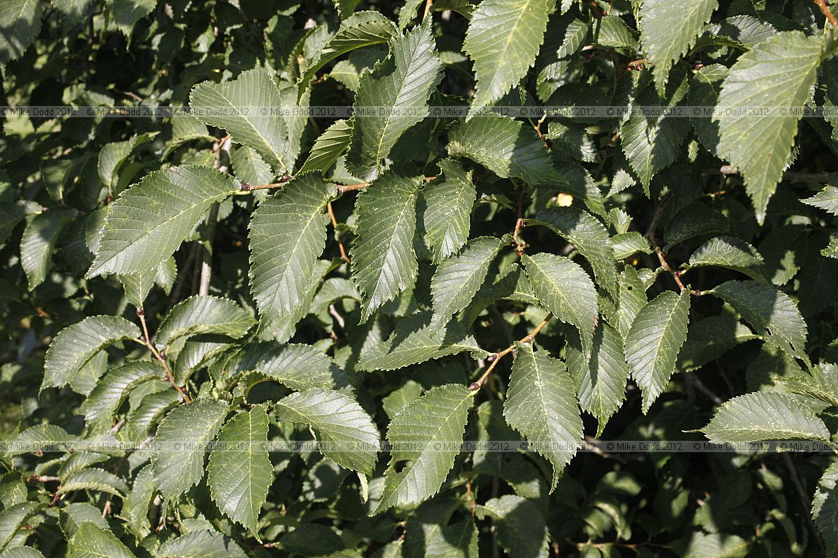 Ulmus x hollandica 'Plantijin'