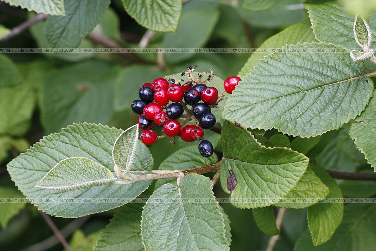 Viburnum lantana Wayfaring tree