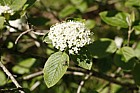 Viburnum lantana Wayfaring tree