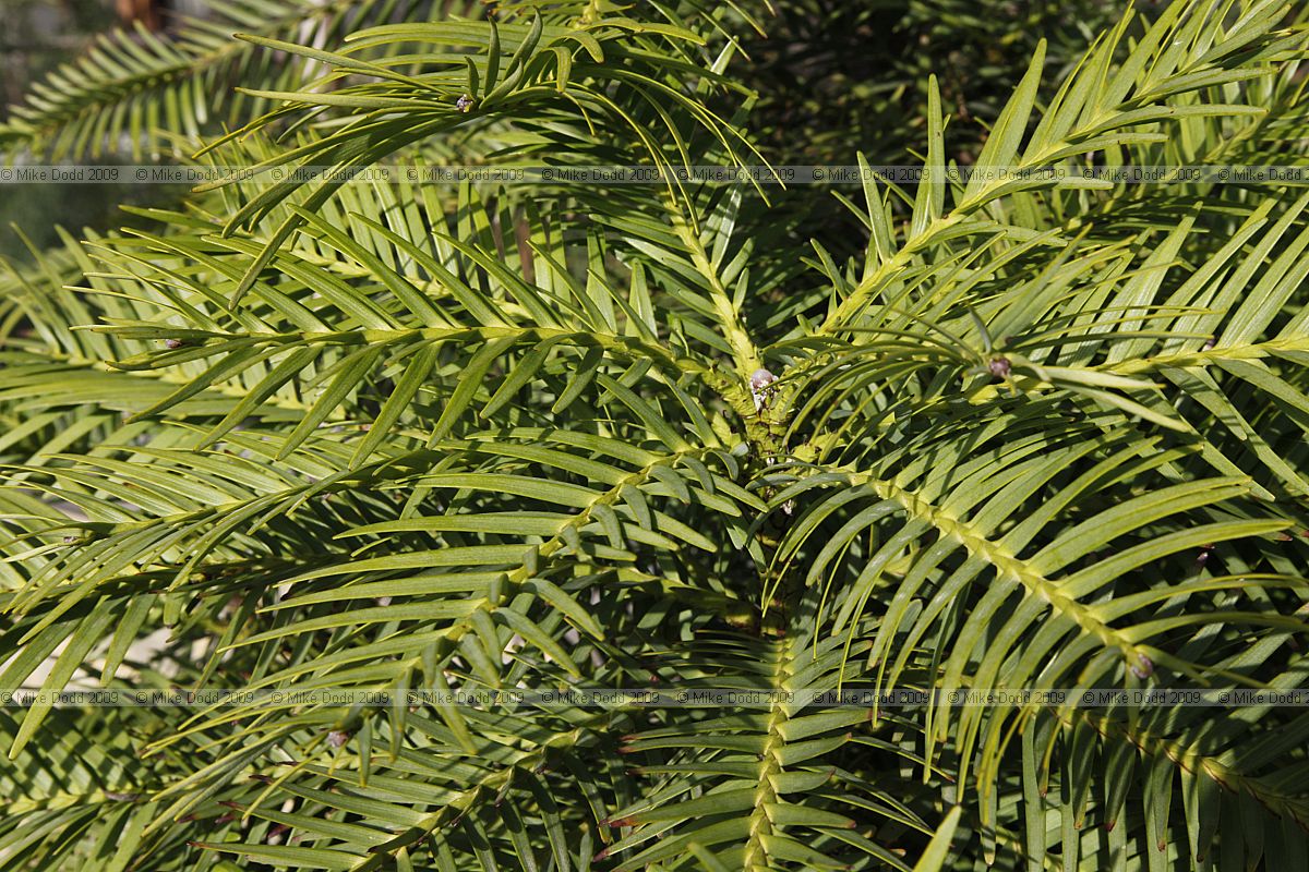 Wollemia nobilis Wollemi Pine