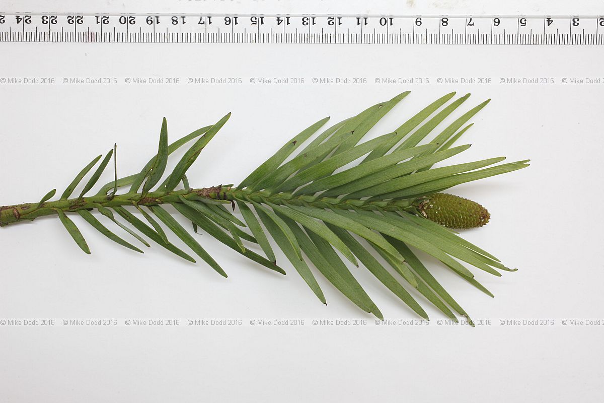 Wollemia nobilis Wollemi pine